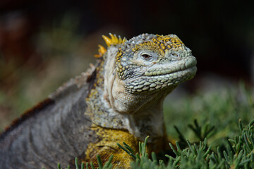Portrait von einem Leguan