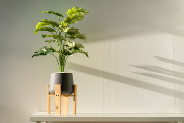 A fake Monstera plant in a gray pot sits on a white table for a simple and classy look. - obrazy, fototapety, plakaty