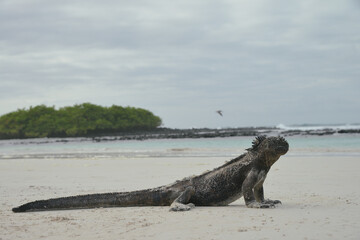 Echse am Strand