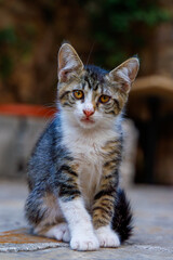 Portrait of beautiful gray striped cat