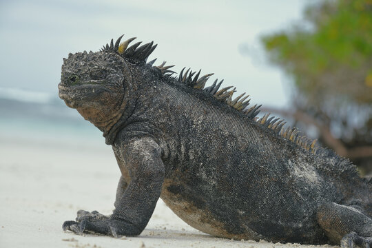 Portrait Meerechse auf Galapagos