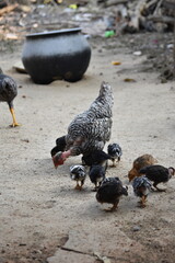 A Naked Neck Hen, Turkey Like look, raising her newly hatched baby chicks in backyard coops.