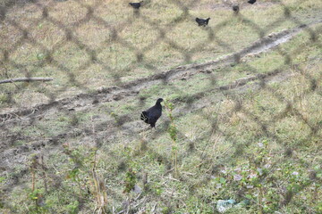 A view of chickens foraging from inside a chicken coop covered with chicken wire or hardware cloth