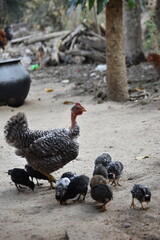 A Naked Neck Hen, Turkey Like look, raising her newly hatched baby chicks in backyard coops.