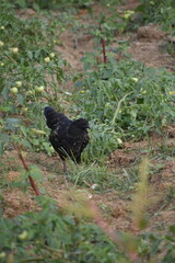 A free-range black Kadaknath chicken foraging in the backyard garden for bugs and food