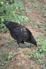 Fototapeta premium A free-range black Kadaknath chicken foraging in the backyard garden for bugs and food