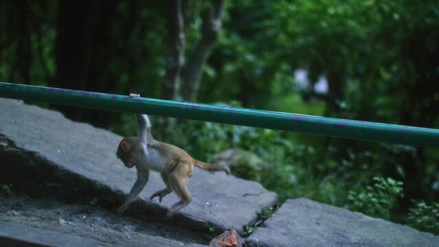 Cute little monkey climbing rails in slow motion