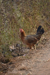 A buff broody hen raising caring and foraging her baby chicks in the backyard garden, beautiful light color baby chicks 