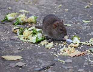 Wild rat eats food sitting on the ground