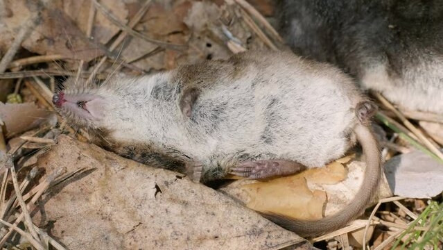 Dead common shrew (Sorex araneus) on the ground.