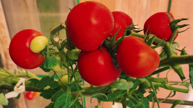 Red tomato in the garden. Planting in the garden, in the greenhouse. Growing organic vegetables. In summer , sweet reds ripen in the garden . The concept of organic gardening.4K
