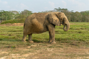 African elephants in the wild, beautiful landscape