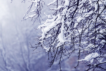 A tree branch covered with snow during a thaw