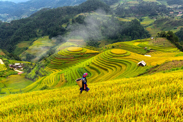 Top view of terrace rice field with old hut at countryside in mu cang chai near Sapa city