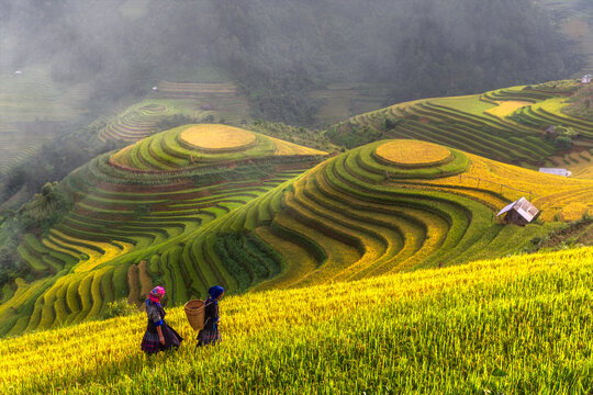 Top view of terrace rice field with old hut at countryside in mu cang chai near Sapa city