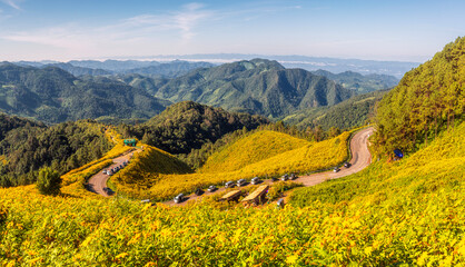 sunflower road and mountain in Thung Bua Tong Fields at Doi Mae U Kho - 658515768