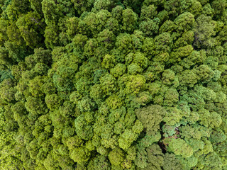 Aerial Tree Canopy