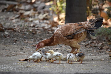A brown color Aseel or Asil hen caring raising foraging her newly hatched baby chicks in the backyard garden