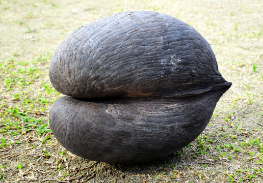 Coco de mer, coconut (Lodoicea maldivica) grows only in the Praslin island, Seychelles.