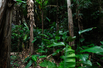 Lush green trees in the rainforest along the nature trail. Tranquil and peaceful scenery of nature.