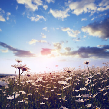 Marguerite daisies in the meadow at the sunset. Spring flower.