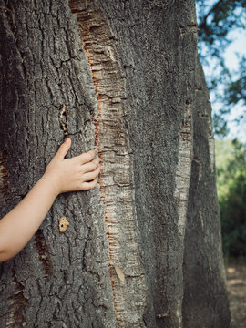 Vertical close up of a child&rsquo;s hand touching the spongy texture of an old huge Sardinian cork oak tree.