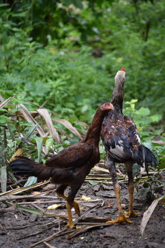 Aseel chicken rooster foraging in the garden green grass and plants in the background