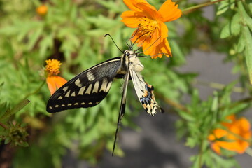 花の蜜を吸うアゲハ蝶
