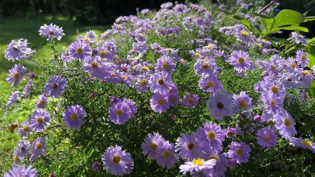 Autumn aster flowers in the garden.