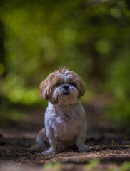 shih tzu dog is sitting on the road in the forest