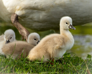 young swans at the lakeshore