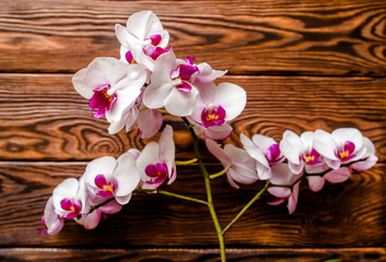 A branch of purple orchids on a brown wooden background
