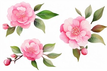 Watercolor-style camellia flower compositions on a transparent background. Hand-drawn floral illustration for your design. Generative AI