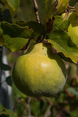 Gros plant sur un coing mûrissant