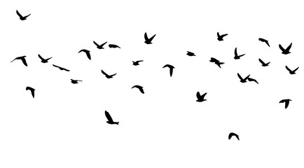 Flying birds silhouette flock. hand drawing. Not AI, Illustrat3. Vector illustration