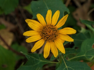 close up photo of heliopsis flower