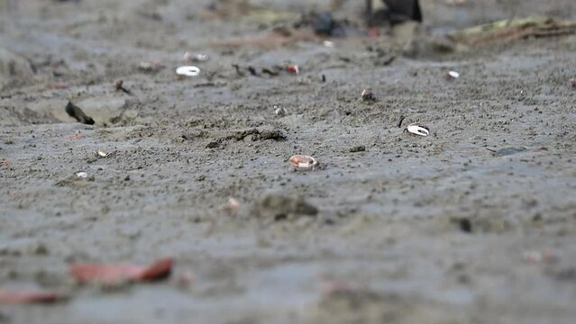 fiddler crabs waving its bigger claw to attract female for mating on muddy sea beach of mangrove forest.