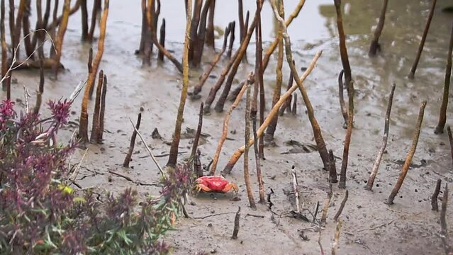 Red ghost crab moving slowly in muddy swamp of mangrove forest searching for food. The breathing roots or pneumatophores of mangrove plants sticking out.