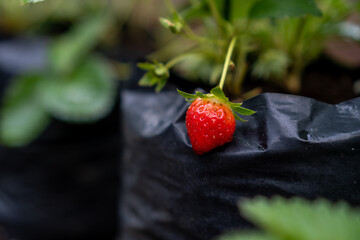 Small Strawberry in Garden