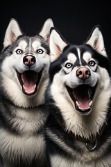 Portrait of two happy Husky dogs