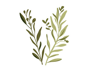 Olive branch, vector illustration