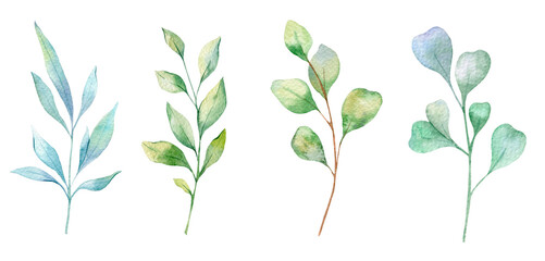 Eucalyptus Watercolor Illustration. Eucalyptus Greenery Hand Painted isolated on white background.  Perfect for wedding invitations, floral labels, bridal shower and  floral greeting cards