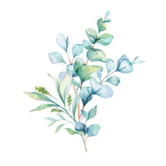 Eucalyptus Watercolor Illustration. Eucalyptus Greenery Hand Painted isolated on white background.  Perfect for wedding invitations, floral labels, bridal shower and  floral greeting cards