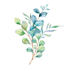 Eucalyptus Watercolor Illustration. Eucalyptus Greenery Hand Painted isolated on white background.  Perfect for wedding invitations, floral labels, bridal shower and  floral greeting cards