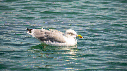 Sea Gulls Swimming In The Sea
