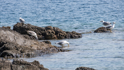 Fototapeta premium Sea Gulls Standing On A Rock