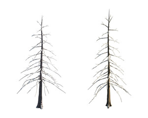 snow on tree in transparent, no background