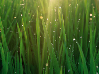 Fototapeta na wymiar grass with dew