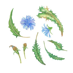 Chicory. Set of watercolor blue flowers. Hand drawn illustration. chicory plant with flowers and leaves. Watercolor illustration blue summer wild field chicory. Composition of flowers for design. - obrazy, fototapety, plakaty