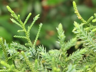 Green leaves of pine tree or cypress tree in the park blurred background. Selective focus.